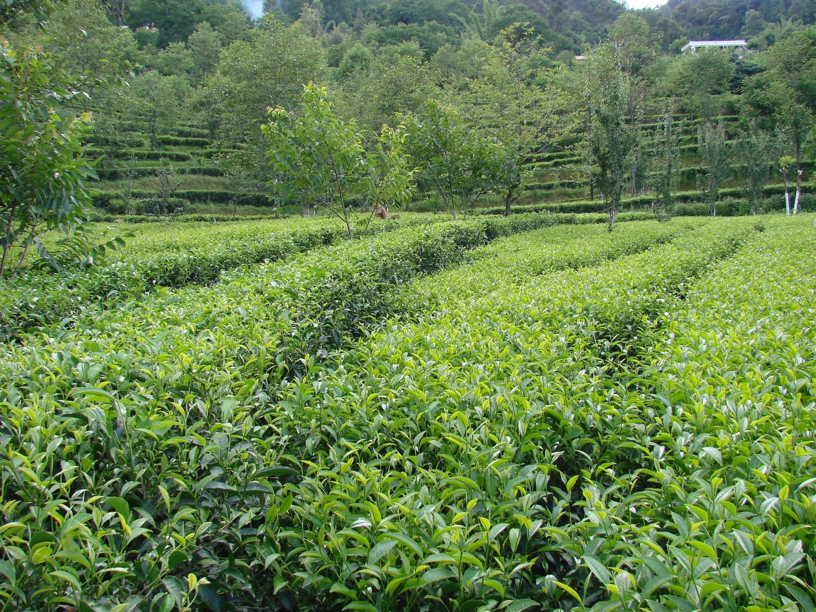 北纬24度凤庆高山生态茶园