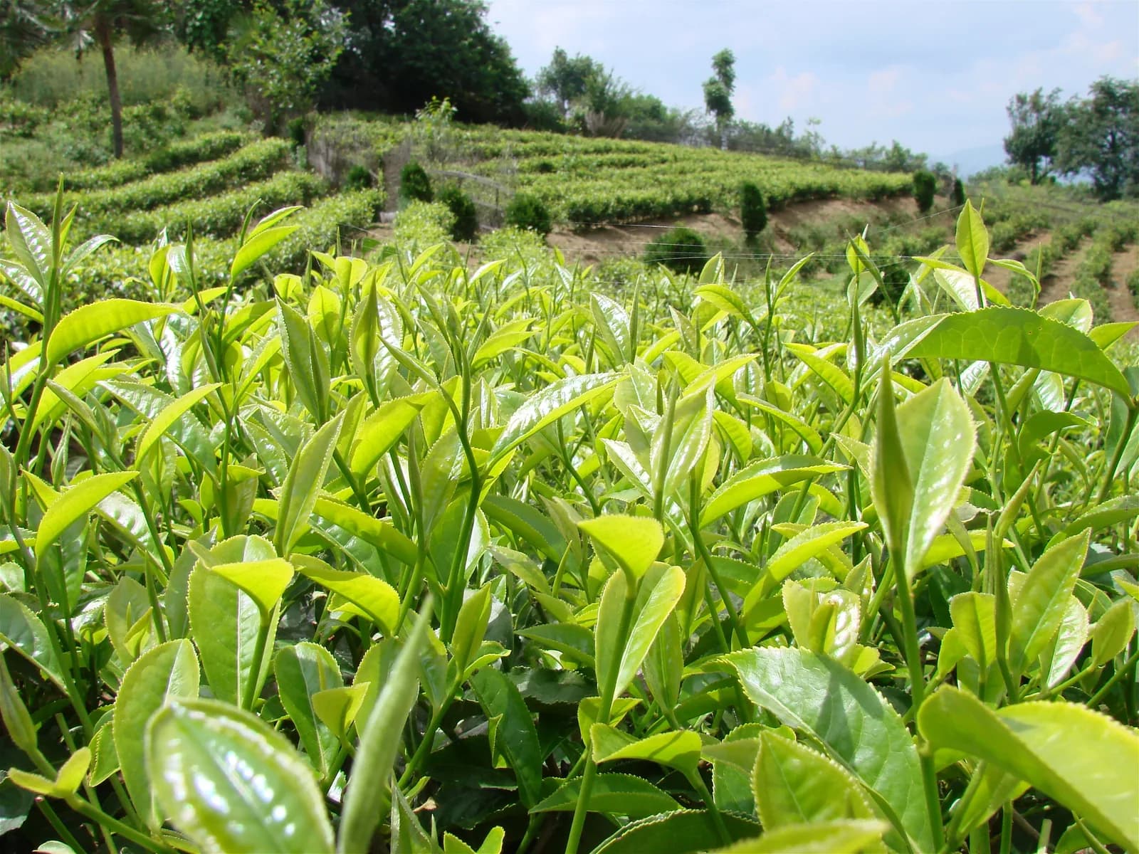 凤庆茶园中鲜嫩肥壮的茶树新叶