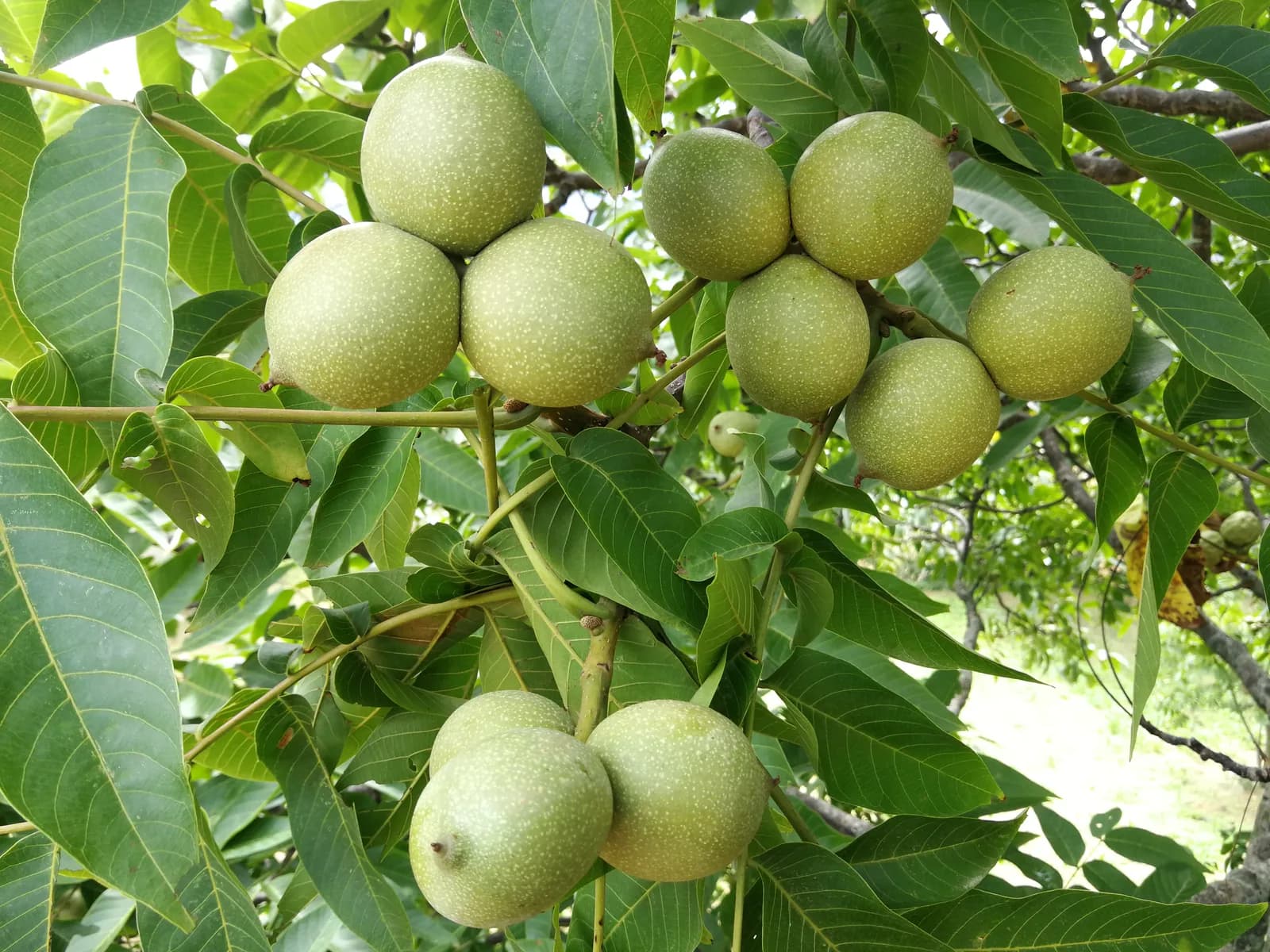 凤庆核桃树上饱满的绿色果实